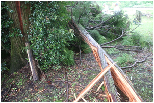 雷における被害状況の画像2