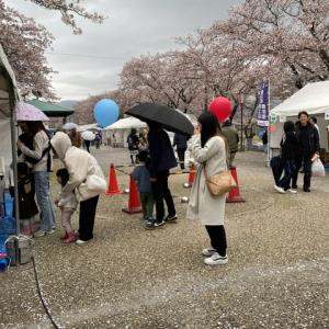 桜まつり④
