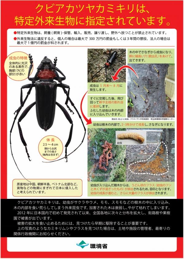 クビアカツヤカミキリ